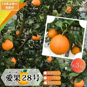 yӂ邳Ɣ[Łzys\ ʌz󂠂 28 TCYs 3kg 15ʑO 12{珇ƒp _  ݂ k {ɂ͂ s t u Q 3L @