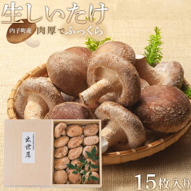 【ふるさと納税】内子町産　生しいたけ　15枚入 | しいたけ 椎茸 シイタケ 美味しい 野菜 食品 加工食品 人気 おすすめ 送料無料 | しいたけ きのこ 生椎茸 なましいたけ 大人気 しいたけ 椎茸 しいたけ シイタケ 生しいたけ 生椎茸 野菜 やさい 食品 人気 おすすめ 送料無料