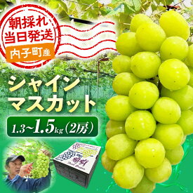 【ふるさと納税】シャインマスカット 1.3〜1.5kg (2房) 愛媛県内子町/井上農園[BKCS002] ぶどう ブドウ 葡萄 シャインマスカット しゃいんますかっと マスカット muscat フルーツ くだもの 果物 愛媛県 内子町 産地直送 完熟 お取り寄せ 送料無料