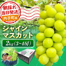 【ふるさと納税】シャインマスカット 2kg (3〜4房) 愛媛県内子町/井上農園[BKCS003] ぶどう ブドウ 葡萄 シャインマスカット しゃいんますかっと マスカット muscat 大容量 上品な甘さ 完熟 フルーツ くだもの 果物 愛媛県 内子町 産地直送 高糖度 ギフト贈答用