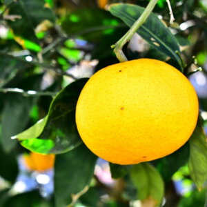 �y�ӂ邳�Ɣ[�Łz�y�󂠂�z�T���t���[�c ��10kg �������ւ̔z���s�� �y �ӂ邳�Ɣ[�� �l�C �������� ���k �݂��� �T���t���[�c 10kg �ʕ� �t���[�c �󂠂� �ʕ� �������� �{ ���Q���Y ���Q��