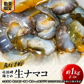 【ふるさと納税】【先行予約】【数量限定】佐田岬海士の生ナマコ 約1kg（2～4匹）※北海道・東北地方・沖縄・離島への配送不可（2027年1月中旬頃より順次発送）【ふるさと納税 人気 おすすめ ランキング ナマコ 生ナマコ なまこ 生なまこ 1kg 赤ナマコ 産地直送】 IKTJ013