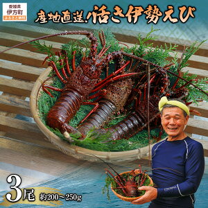 yӂ邳Ɣ[Łzys\zyʌzYnIɐ 200`250g×3 kCEknEEւ̔zsi2025N9{菇j ylC  L
