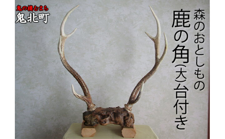 楽天市場】【ふるさと納税】森のおとしもの(5)鹿の角（大）台付き 
