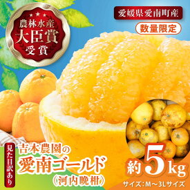 【ふるさと納税】【先行予約】見た目だけが訳あり！吉本農園の木取り完熟愛南ゴールド（河内晩柑）約5kg＜柑橘 希少 果物 国産 フルーツ みかん 蜜柑 訳あり 家庭用 和製 グレープフルーツ ブランド 果実 愛媛県 鬼北町 ＞ ※2027年4月～発送
