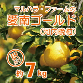 【ふるさと納税】 【 訳あり 】 マルハラファーム 河内晩柑 7kg 発送期間: 4月中旬～8月下旬 (なくなり次第終了) 先行予約 みかん かわちばんかん 愛南ゴールド 柑橘 グレープフルーツ 和製 果物 フルーツ 愛媛 愛南 産地直送 国産 農家直送 文旦 数量限定 人気 限定 甘い