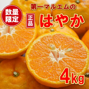 yӂ邳Ɣ[Łz  4kg 7000~ ݂ mikan  ~J ͂₩ Yn Y _ƒ Ԍ ʌ Yi [[ W[X ACX Ⓚ ݂  lC Â t[c ʕ k 