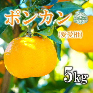 yӂ邳Ɣ[Łz s\ |J 5kg  12000~ ۂ񂩂 ݂  ʕ  ʎ k ~J mikan t[c [[ W[X Â W[V[ fU[g uh Yi 