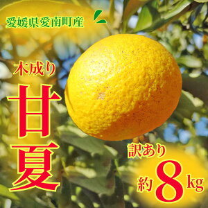 yӂ邳Ɣ[Łz 󂠂 É 8kg s\ k 񂫂  Q ݂ B ݂ ܂Ȃ Y  mikan ʕ  t[c fU[g W[X ʎ ʓ ʏ` Â W[
