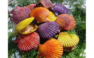 �y�ӂ邳�Ɣ[�Łz ����q�I�E�M20�� �Ă��� �ϕ� �L �k�t�� �C�N ���� �Z�� �Â� ���싙�Ƌ����g�� �䑑�x�� ���Q�� ���쒬