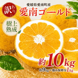 【ふるさと納税】 木成り 追熟 訳あり 愛南ゴールド 河内晩柑 約9kg+傷み保証分約1kg 合計約10kg（箱込み） 柑橘 フルーツ 果物 蜜柑 みかん くだもの mikan 家庭用 傷 不揃い サイズミックス かわち 和製 デザート 甘い ジューシー 農園 エニシトラス 愛媛県 愛南町