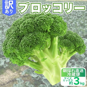 yӂ邳Ɣ[Łz 󂠂 ubR[ 3kg ̂   VN ̂ꂽ Yn _ƒ Y  H s Â h{_ T_ X[v ٓ ʂ H HǗ  