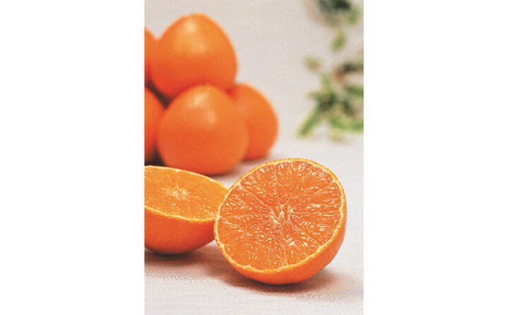 楽天市場 ふるさと納税 紅まどんな5kg 果物類 みかん 柑橘類 果物類 みかん 柑橘類 お届け 12月上旬 12月下旬 愛媛県愛南町