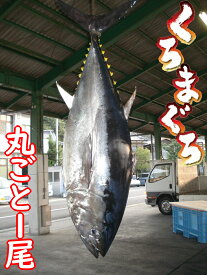 【ふるさと納税】 久良のクロマグロ 丸ごと1尾！ 100万円 魚 マグロ 鮪 お届け：通年（発送日は要相談）