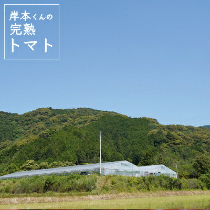 楽天市場】【ふるさと納税】 完熟 トマト 400g 8パック 計 3.2kg 岸本 