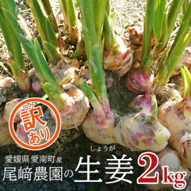 【ふるさと納税】【訳あり】尾崎農園の生姜　約2kg
