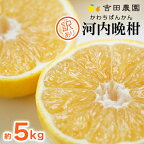 訳あり 河内晩柑 5kg 吉田農園 柑橘 果物 国産 フルーツ 蜜柑 ブランド オレンジ 大小 ミックス サイズ 愛媛 愛南 産 果実 ビタミン おいしい 生産者 産地 発送期間：2024年 4月上旬～8月上旬 (なくなり次第終了)