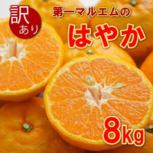 yӂ邳Ɣ[Łz 󂠂  8kg 7000~ ݂ mikan  ~J 킯 ͂₩ Yn Y _ƒ Ԍ ʌ Yi [[ W[X ACX Ⓚ ݂  lC Â t