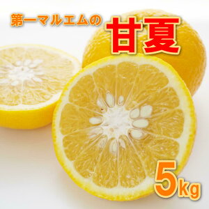 yӂ邳Ɣ[Łz É 5kg 7000~ ݂ mikan  ~J ܂Ȃ Yn Y _ƒ Ԍ ʌ Yi [[ W[X ACX Ⓚ ݂  lC Â t[c ʕ k