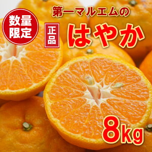yӂ邳Ɣ[Łz  8kg 10000~ ݂ mikan  ~J ͂₩ Yn Y _ƒ Ԍ ʌ Yi [[ W[X ACX Ⓚ ݂  lC Â t[c ʕ k 