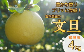 【ふるさと納税】 【家庭用】 香り豊かなプリッと食感！吉本農園の文旦4kg 発送:3月上旬〜なくなり次第終了