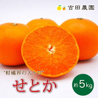【ふるさと納税】 先行予約 数量限定 せとか 5kg 柑橘 フルーツ 高級...
