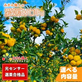 【ふるさと納税】 高評価★4.4 訳あり愛媛みかん 選べる内容量 1kg 3kg 5kg 2kg×2箱 ( 傷み保証 300g) 小玉 S 光センサー選果 柑橘 果物 フルーツ 不揃い オレンジ 訳アリ 蜜柑 果実 温州みかん 極早生 早生 晩生 愛媛 みかん職人武田屋 愛媛県 愛南町