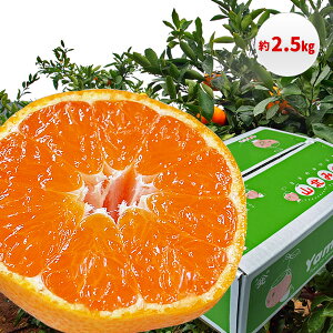 yӂ邳Ɣ[ŁzRk݂ 2.5kgETCYC Yi m ݂y10{蔭z