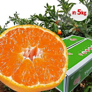 yӂ邳Ɣ[ŁzRk݂ 5kgETCYC Yi m ݂y10{蔭z