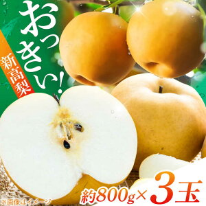 yӂ邳Ɣ[Łzys\z ܂͂Vi800g×3ʓj q2025N9{甭Jnr / V  ʕ t[c fU[g @yms_Ƌgz[ATBK002]