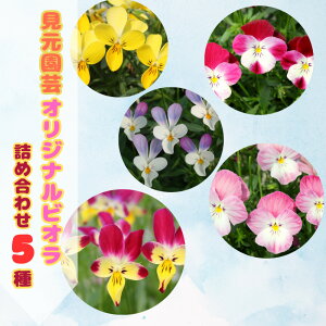 yӂ邳Ɣ[Łzys\zIWirIlߍ킹i5j2025N11`/  CeA c R i`  ͔|  y|z[ATHY006]