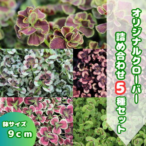 �y�ӂ邳�Ɣ[�Łz�y��s�\��z�I���W�i���N���[�o�[�l�ߍ��킹�i5��j��2025�N12���`������ / �� �A�� �C���e���A �c ���R �i�`������ �� �͔| � �y�������|�z[ATHY008]