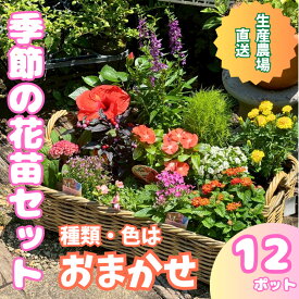 【ふるさと納税】季節の花苗詰め合わせ（おまかせ12種）/ 花 インテリア 苗 自然 ナチュラル 緑 栽培 趣味 【見元園芸】[ATHY009]