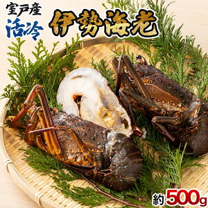 yӂ邳Ɣ[Łz ˎY  ɐCV 2`3 v500g Ⓚ CN  { Ԍ hg y Y 󂠂  tk009