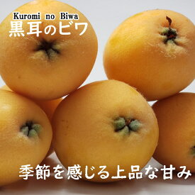 【ふるさと納税】黒耳びわ 12～16玉　大粒　＜果物 ビワ 新型コロナ支援 送料無料＞ 春 旬　rk038