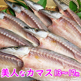楽天市場 カマス干物の通販