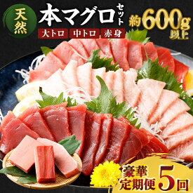 【ふるさと納税】 【定期便5回】 厳選天然本マグロ 豪華定期便 お楽しみ セット 1回あたり約600g 【訳あり】 まぐろ 鮪 大トロ 中トロ 赤身 食べ比べ 刺身 刺し身 海鮮丼 寿司 魚 魚介類 冷凍 定期便 5回 ふるさと納税限定 送料無料