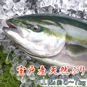 yӂ邳Ɣ[Łz ˎYVRԂ܂邲1Ci5kg`js VR u  CN  Y  ry022