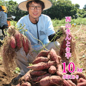 【ふるさと納税】【訳あり】西山きんとき芋（さつまいも）10kg 訳あり 傷 野菜 送料無料 ＜TA024＞