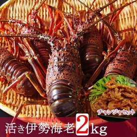 楽天市場 まぐろ 胃袋の通販
