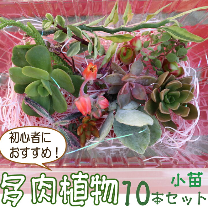 楽天市場 ふるさと納税 初心者におすすめ 多肉植物の小苗１０本セット １０種類アソート ｓｈ０１０ 高知県室戸市