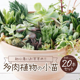 【ふるさと納税】多肉植物の小苗20本セット（20種類アソート）8000円 可愛い ミニサイズ 人気 オススメ 趣味 インテリア ナチュラル 自然 風水 緑 かわいい 初心者 おすすめ 送料無料 sh003