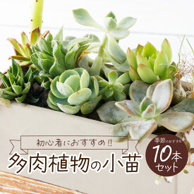 【ふるさと納税】【初心者におすすめ】多肉植物の小苗10本セット（10種類アソート） 5000円 可愛い ミニサイズ 人気 オススメ 趣味 インテリア ナチュラル 自然 風水 緑 かわいい 初心者 おすすめ 送料無料 sh005