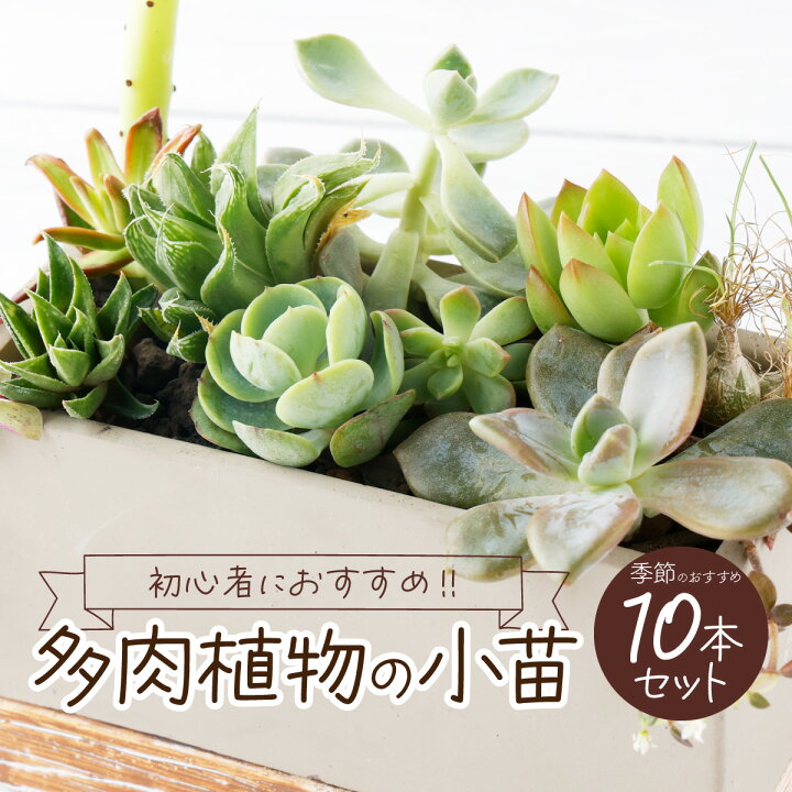 楽天市場】【ふるさと納税】【初心者におすすめ】多肉植物の小苗10本 