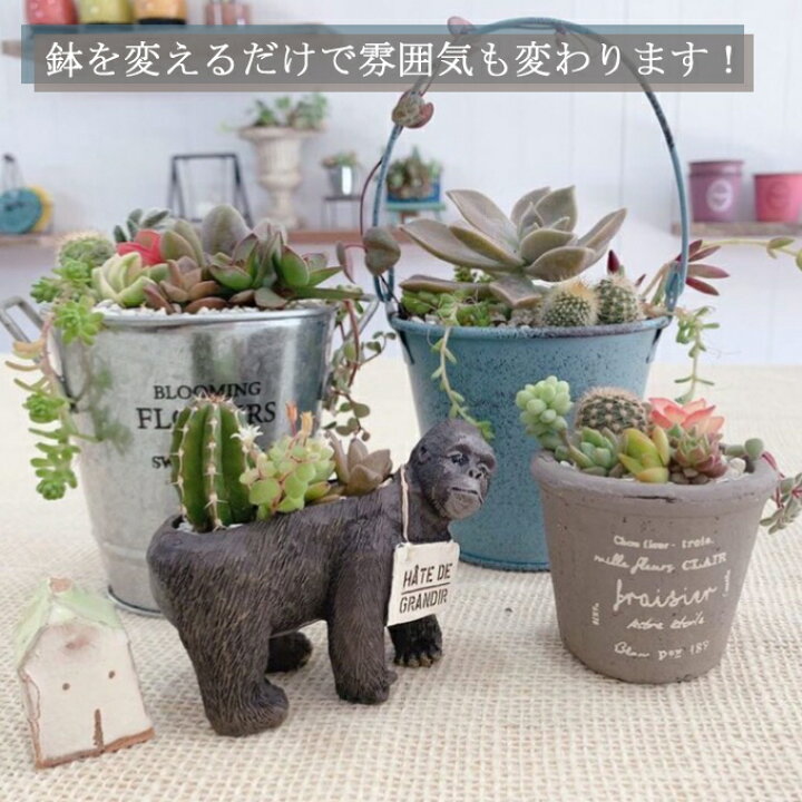 楽天市場 ふるさと納税 サボテン 多肉植物の小苗アソートセットａ 初心者 おすすめ 鉢セット 寄せ植え説明書付 観葉植物 ｓｈ００１ 高知県室戸市