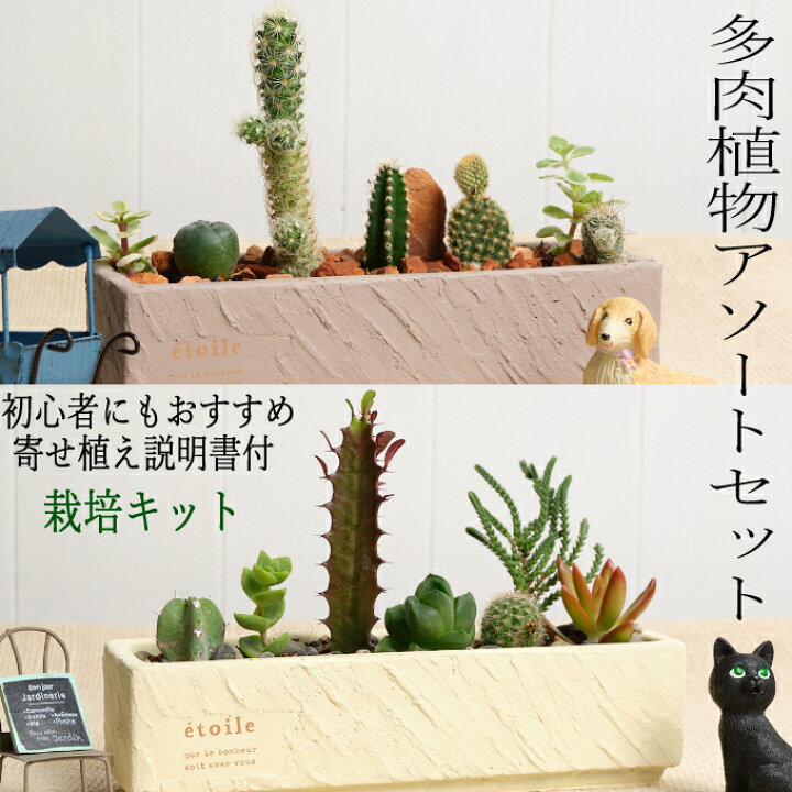 楽天市場 ふるさと納税 サボテン 多肉植物の小苗アソートセットａ 初心者 おすすめ 鉢セット 寄せ植え説明書付 観葉植物 ｓｈ００１ 高知県室戸市
