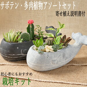 多肉植物 砂 Diy 工具の人気商品 通販 価格比較 価格 Com