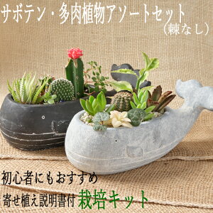 観葉植物 栽培キットの人気商品 通販 価格比較 価格 Com