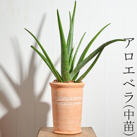 楽天市場 アロエベラ 苗の通販