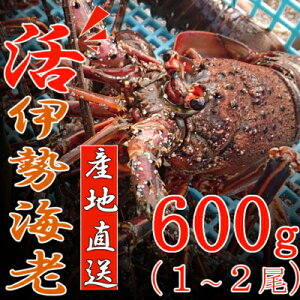 �y�ӂ邳�Ɣ[�Łz �y�J�������V�s�E�R��t���z �����C�Z�G�r���t�����I�I600g�i1~2���A1~2�l�O�j ���h�g ���� ����Ԃ���� �V�R ���Y �ɐ��G�r ���� �C�N �y�� �C�Z�G�r �C�V �G�r ������ ��